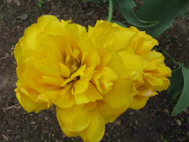 Как я рад, как я рад......