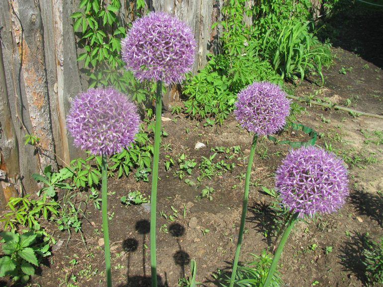 Как я рад, как я рад......