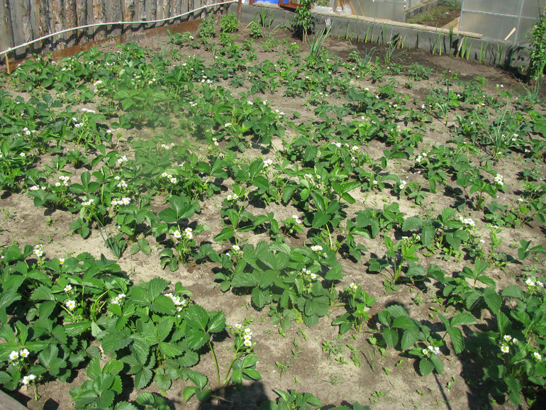 Как я рад, как я рад......