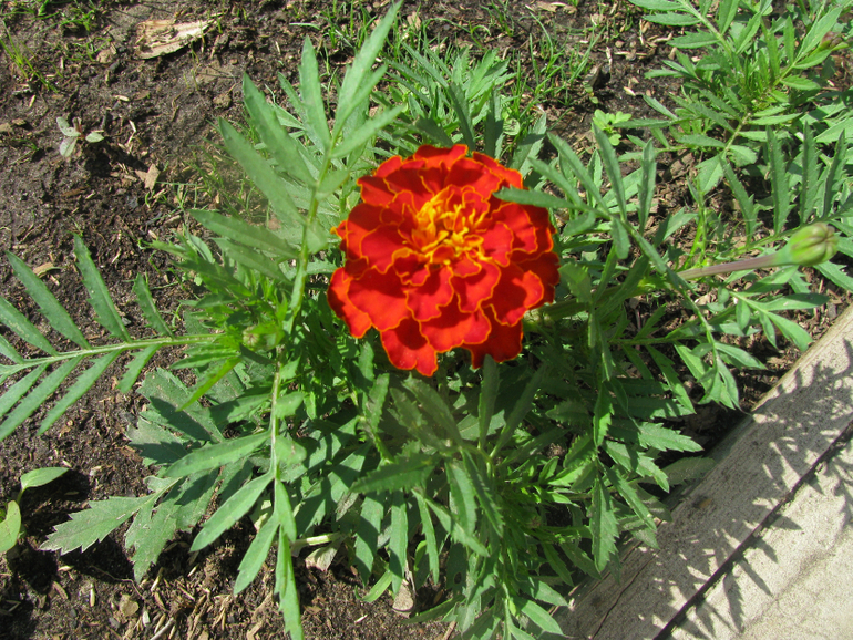 Как я рад, как я рад......