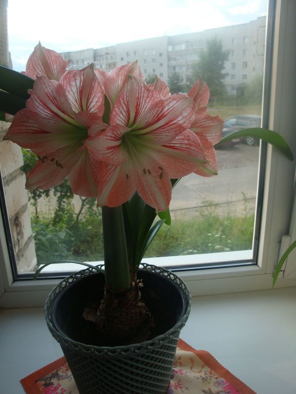 Мои цветочки