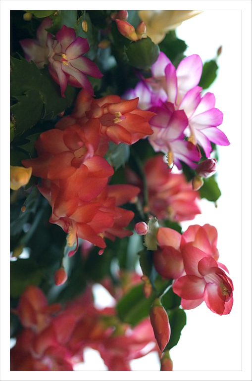 Яркие пятна в серой зиме :)