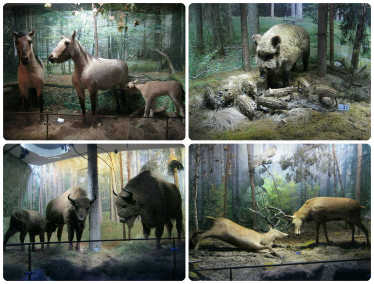 Беловежская пуща