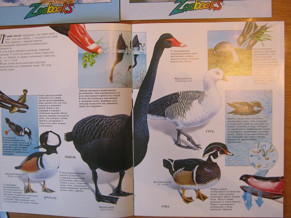 ЁЖИК в тумане…