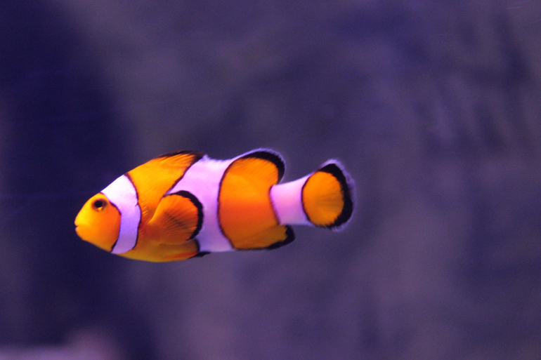 Океанариум в Анталии, водопад Куршунлу и озеро Нилуфер