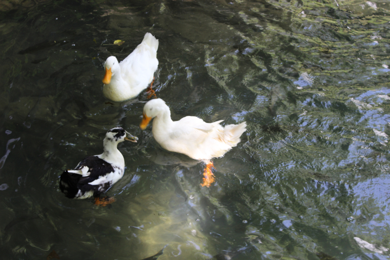 Океанариум в Анталии, водопад Куршунлу и озеро Нилуфер
