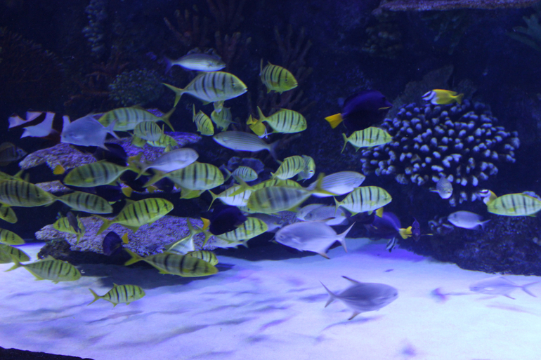 Океанариум в Анталии, водопад Куршунлу и озеро Нилуфер