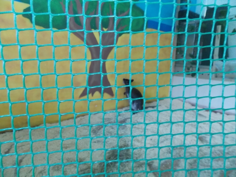 Трогательный зоопарк!