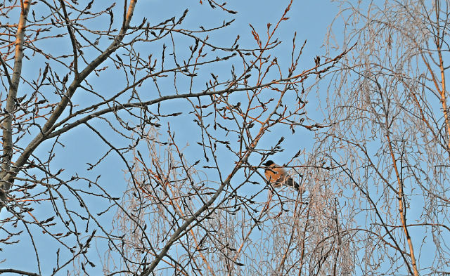 За окошком снегири греют куст рябиновый!!!!