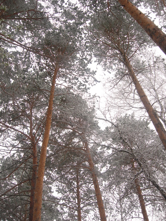 Вот такая прогулка:)