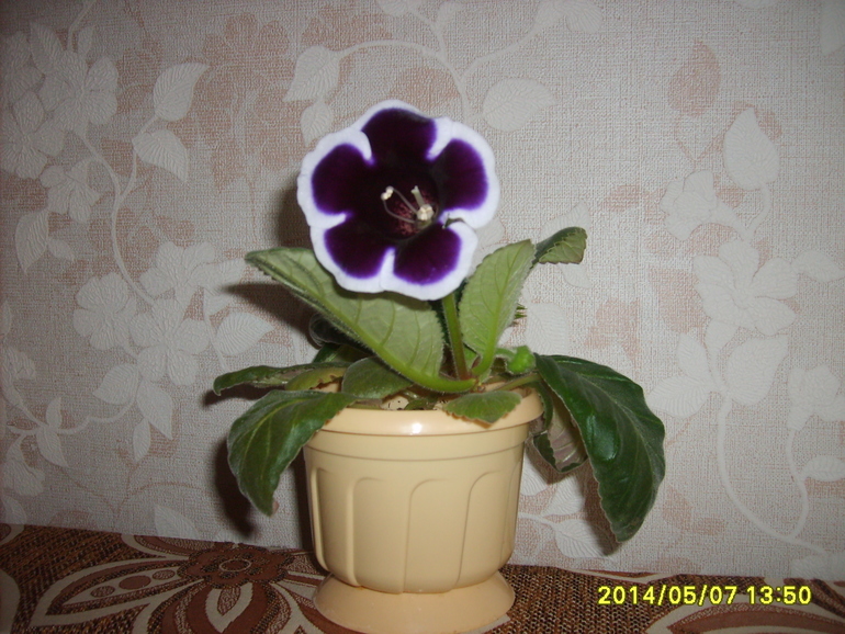 Зацвела родимая