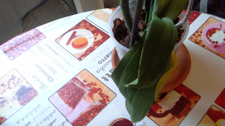 есть ли шанс спасти орхи? много фото подкатом