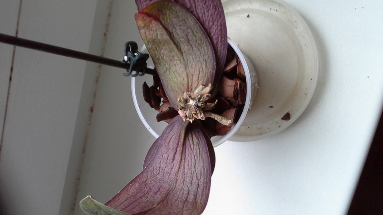 есть ли шанс спасти орхи? много фото подкатом