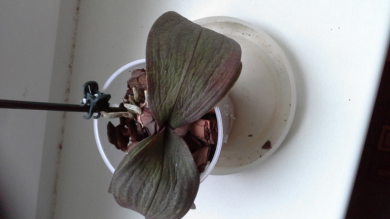 есть ли шанс спасти орхи? много фото подкатом