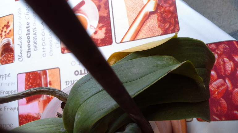 есть ли шанс спасти орхи? много фото подкатом