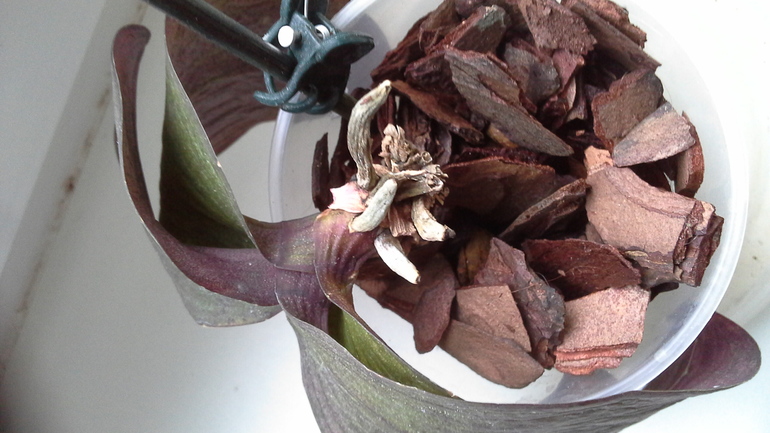 есть ли шанс спасти орхи? много фото подкатом