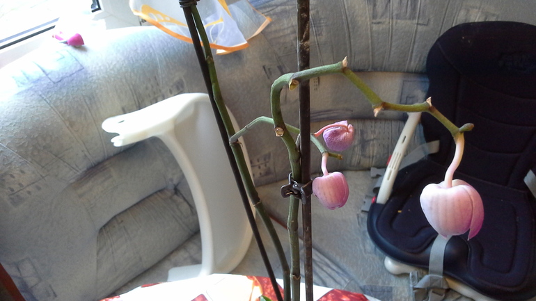 есть ли шанс спасти орхи? много фото подкатом