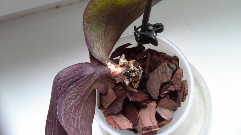 есть ли шанс спасти орхи? много фото подкатом