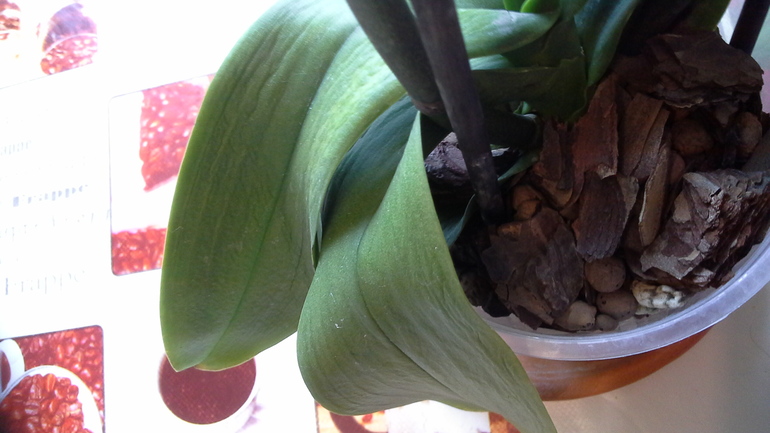 есть ли шанс спасти орхи? много фото подкатом