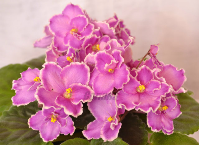 Фиалочная лотерея для Добра!