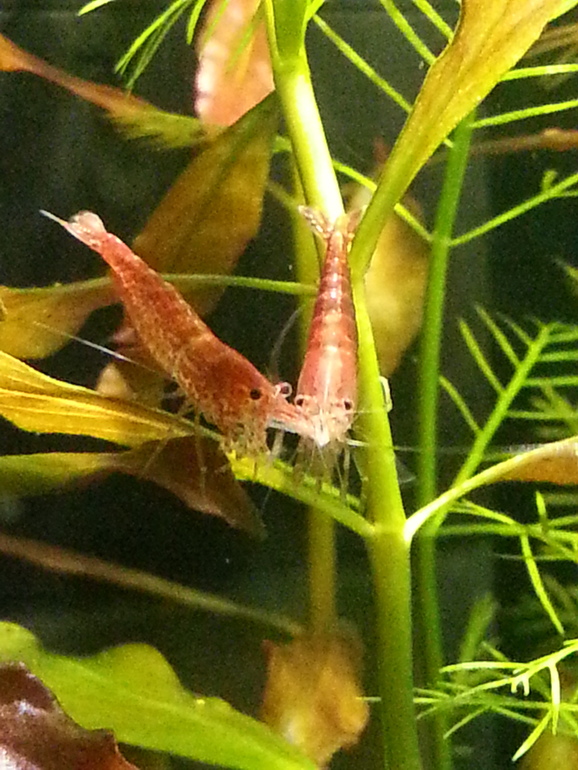 подводный мир на 10 литров