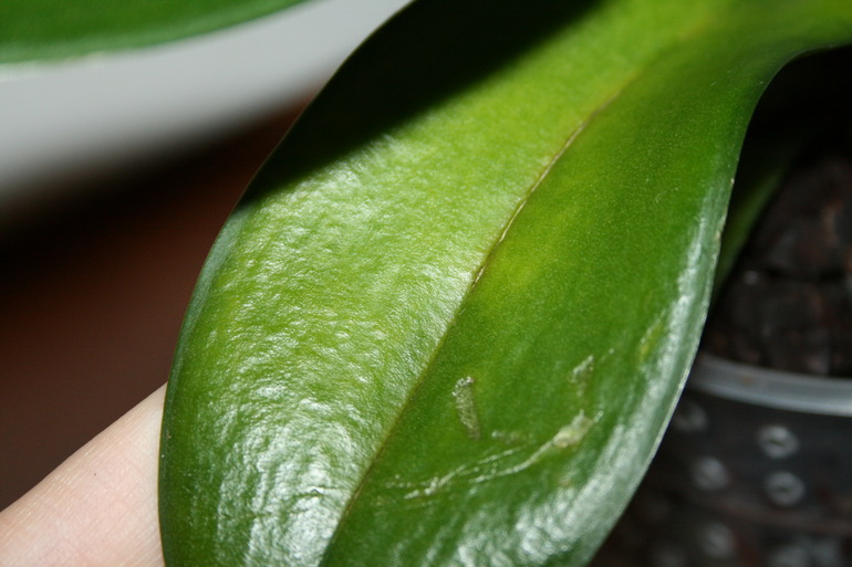 Пополнение в семе. Новая орхидейка. SOS.