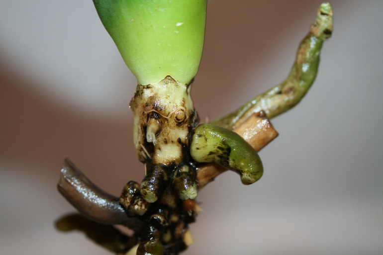 Девочки, беда с орхидеей!!!!