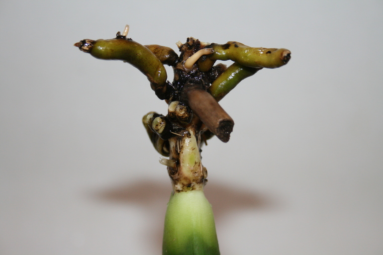 Девочки, беда с орхидеей!!!!