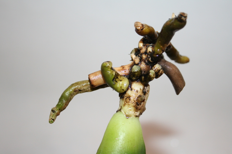 Девочки, беда с орхидеей!!!!