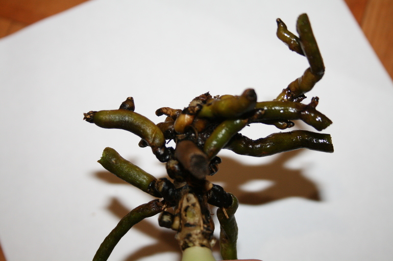 Девочки, беда с орхидеей!!!!