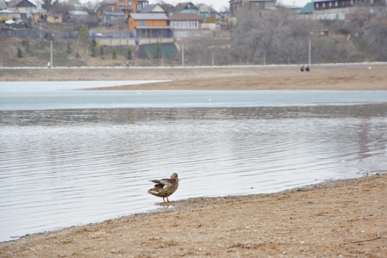 Алина и шарфик....