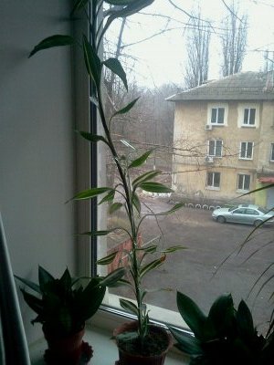 Пересадка растений. Помогите разобраться