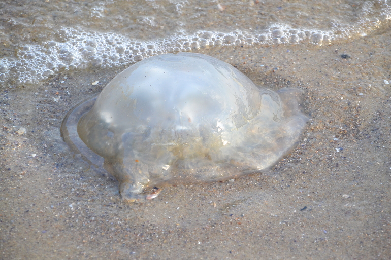 Пляжные игры