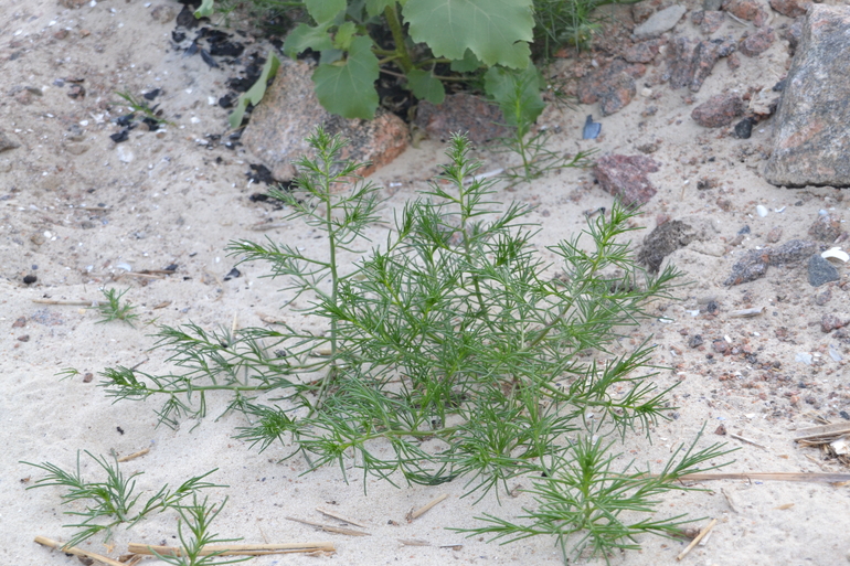 Пляжные игры