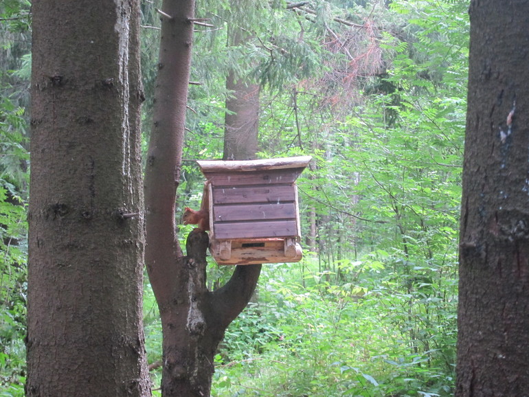 летне-осенние поделочки на дачке