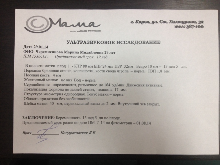 УЗИ 14 недель