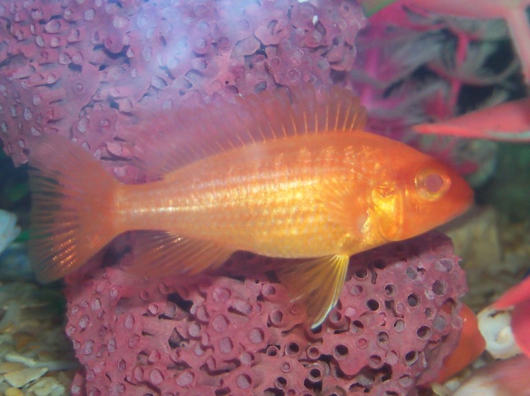 Помогите пожалуйста определить какие у нас рыбки живут?