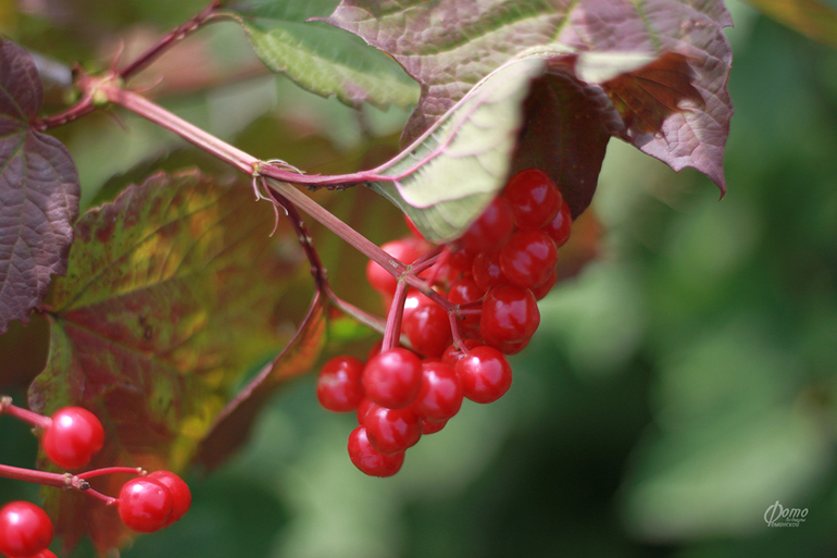 Ягодно-фруктовое