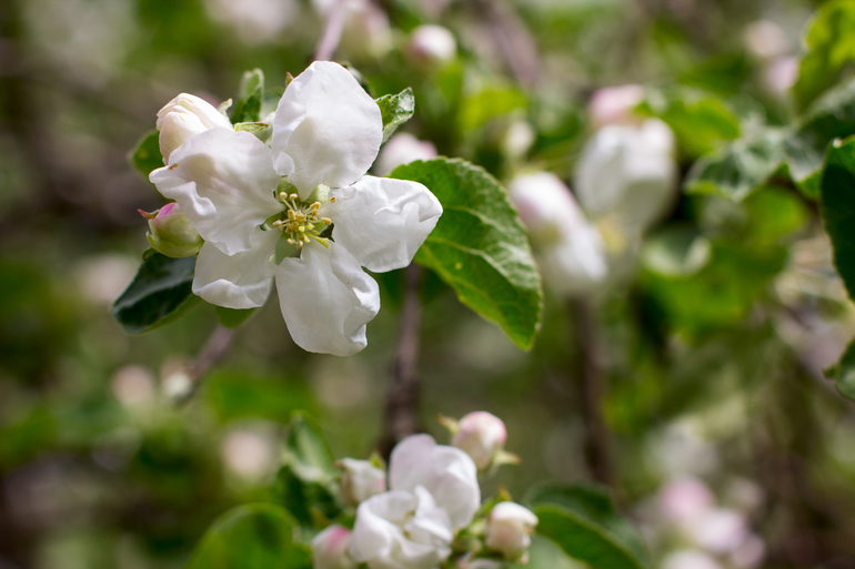 Яблони в цвету