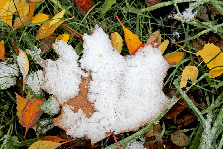 картинка осеннюю листву засыпало снегом. решебник по русскому языку 11 класс гольцова. засыпят листья текст. засыпят листья текст. песня про солнце текст.