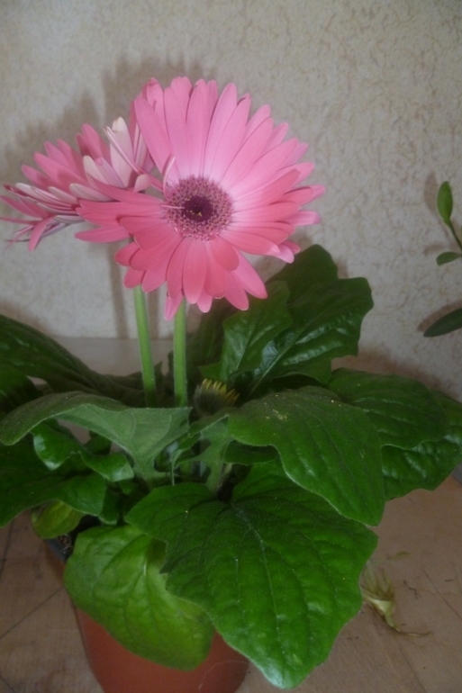 Мои новички!