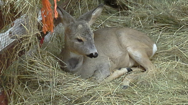 Про Любин ДР