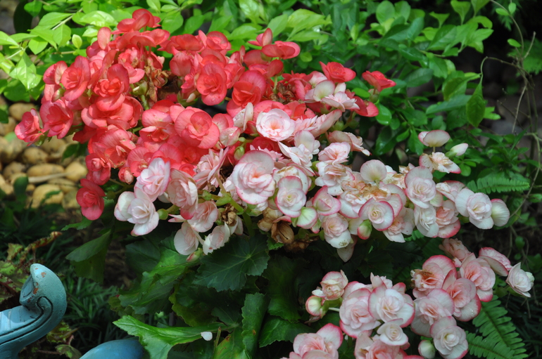 Phuket Botanic Garden