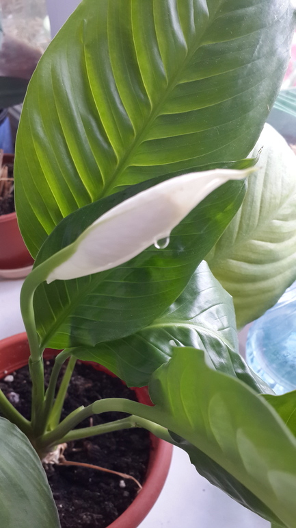 Почему цветочек плачет?