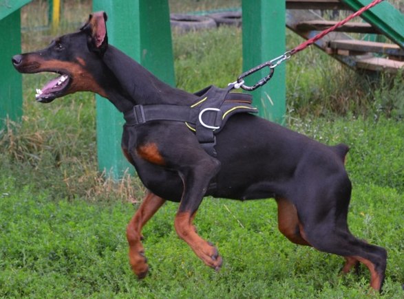 Невский Цербер Феритэйл или просто Тина)