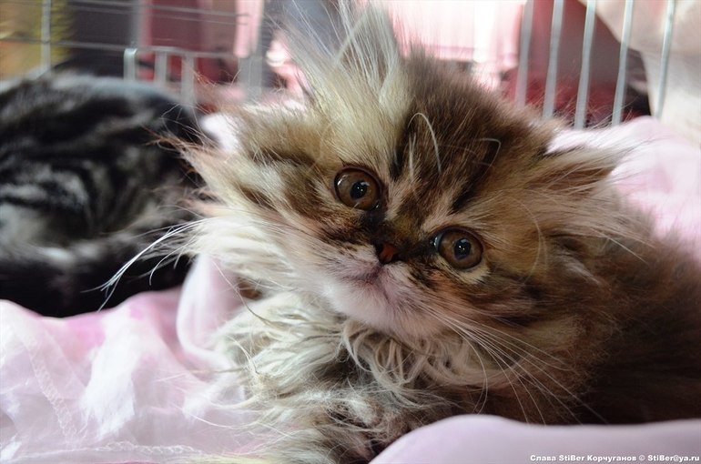 Выставка кошек