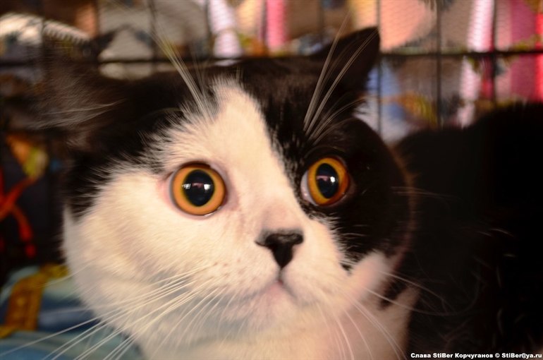 Выставка кошек