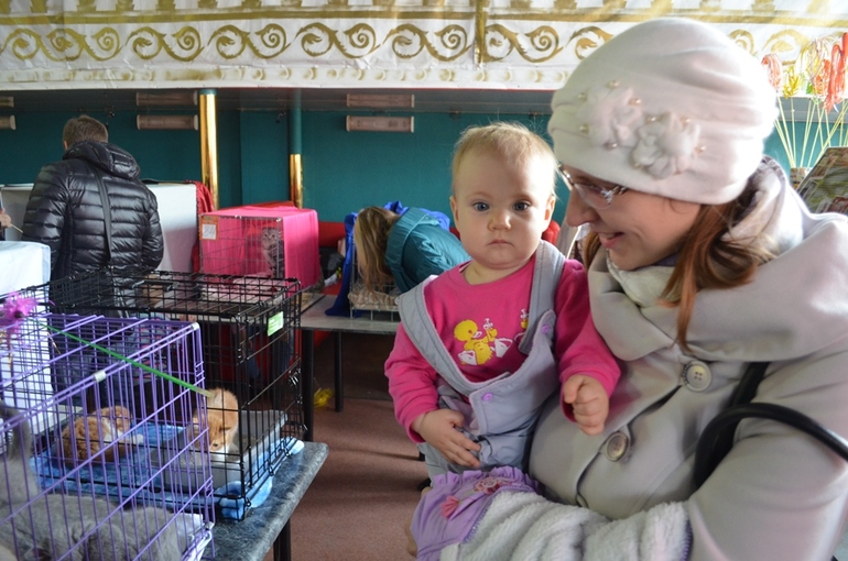 Выставка кошек