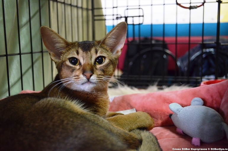 Выставка кошек