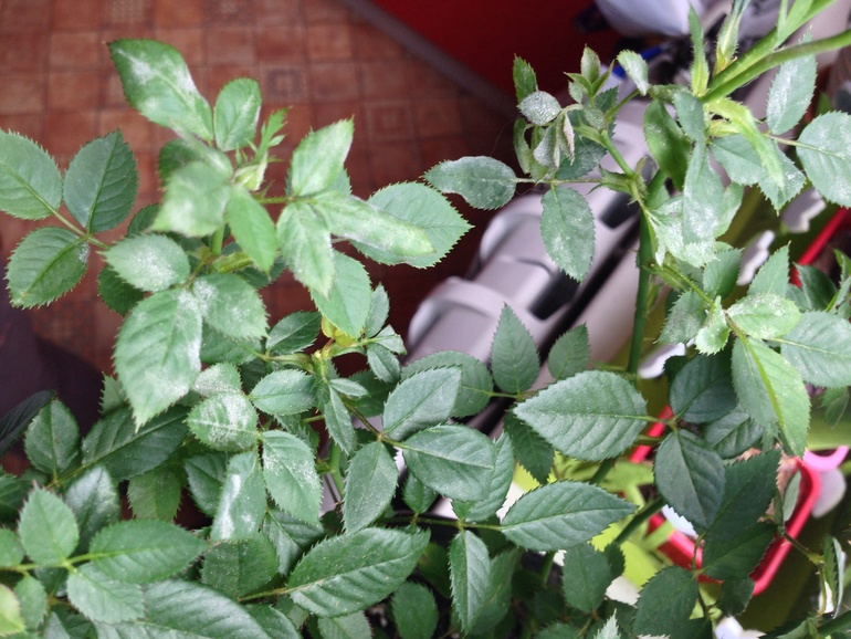 Что за белый налет?